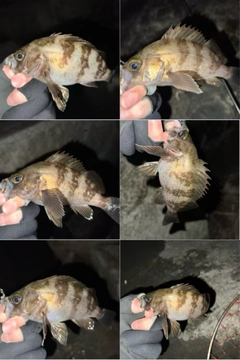 メバルの釣果