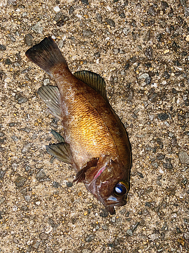 メバルの釣果