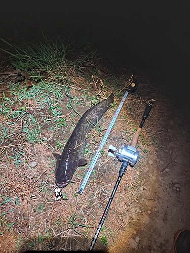 ナマズの釣果