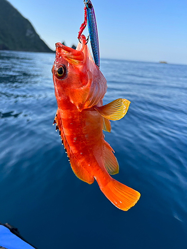 アカハタの釣果