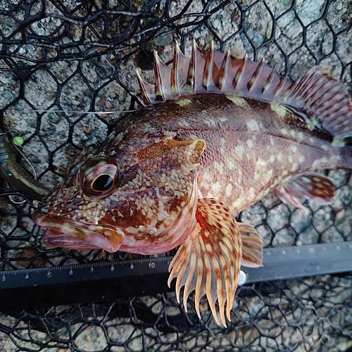 キジハタの釣果