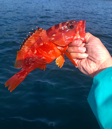 アカハタの釣果