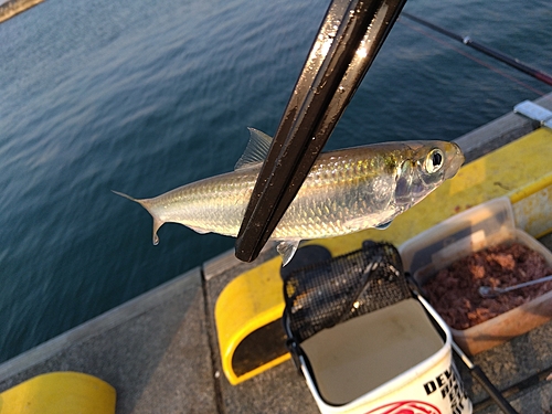 サッパの釣果