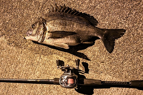 クロダイの釣果