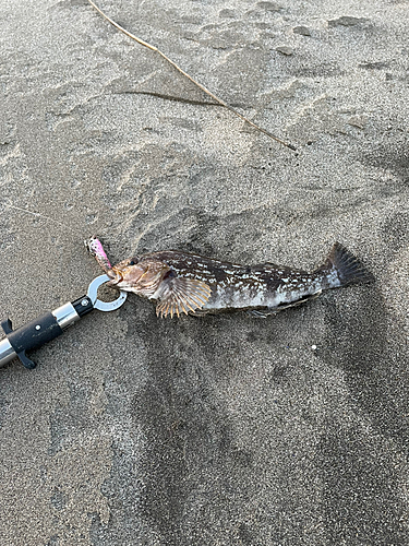 アイナメの釣果