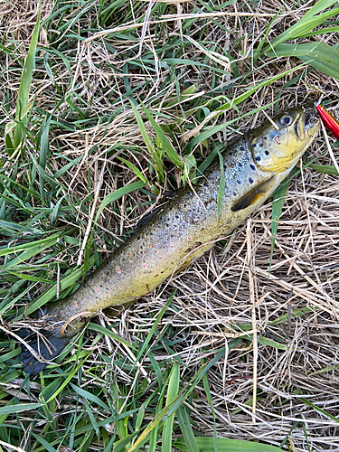 ブラウントラウトの釣果