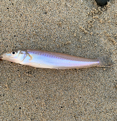 キスの釣果