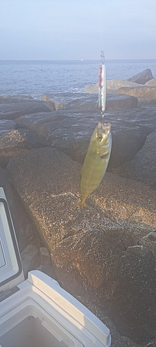 ワカシの釣果