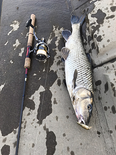 ニゴイの釣果