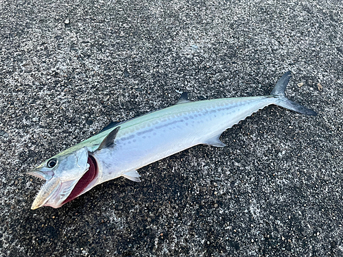 サゴシの釣果