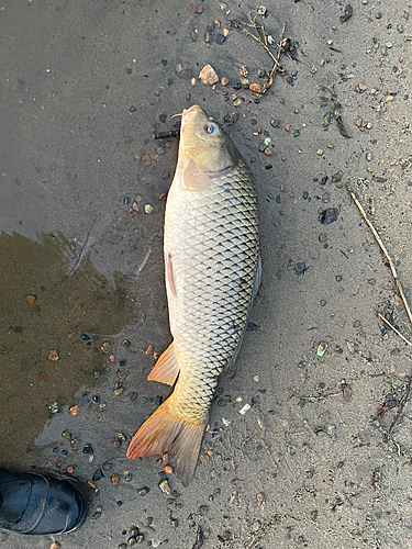 コイの釣果