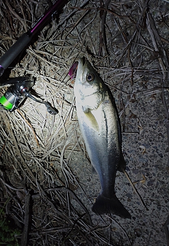 スズキの釣果