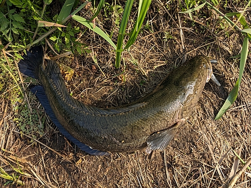 ライギョの釣果