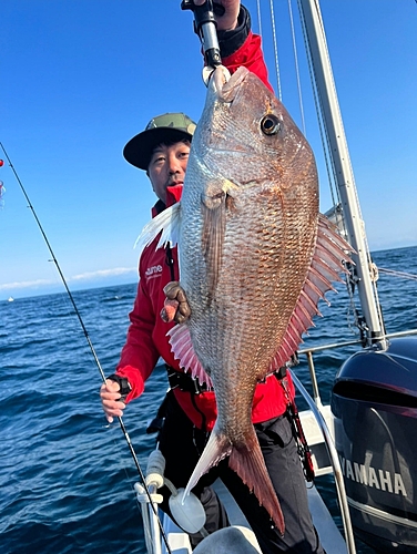 マダイの釣果