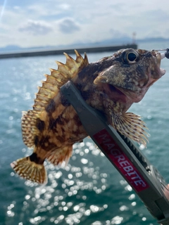 アラカブの釣果