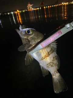 メバルの釣果