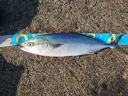 ハマチの釣果