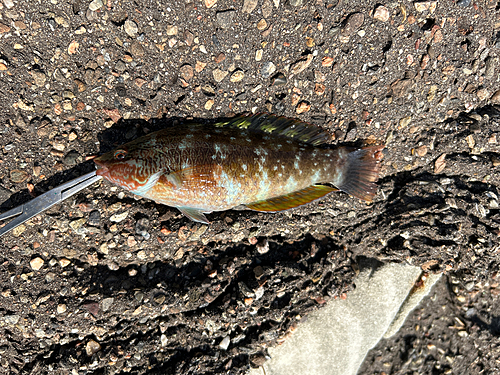 アカササノハベラの釣果