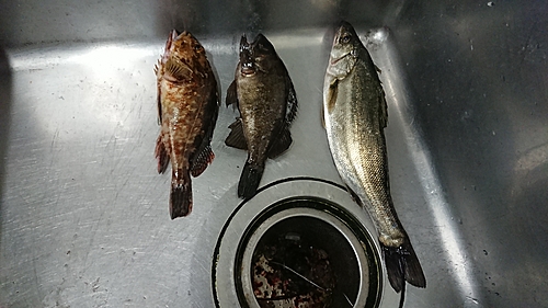 メバルの釣果