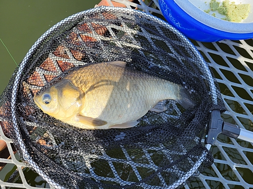 ヘラブナの釣果