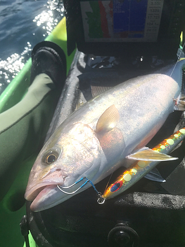 ショゴの釣果