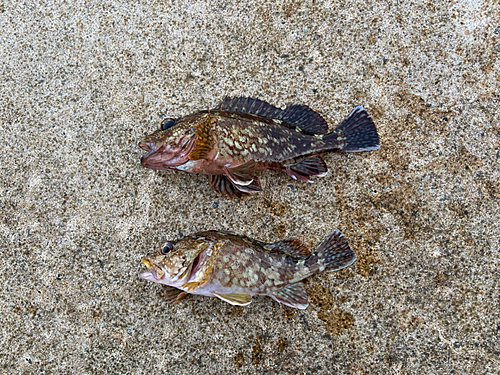 カサゴの釣果