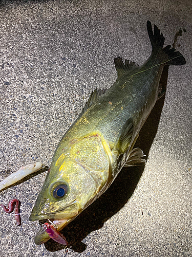 シーバスの釣果