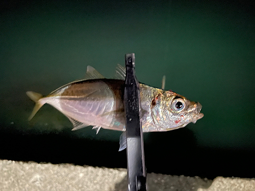 マアジの釣果