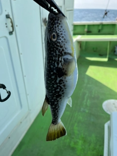 ショウサイフグの釣果