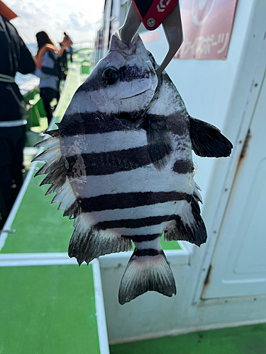 イシダイの釣果