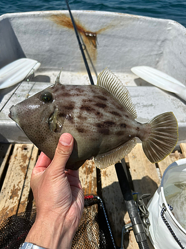 カワハギの釣果