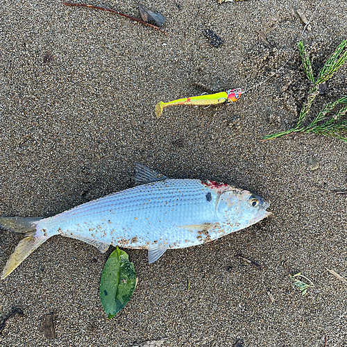 コノシロの釣果