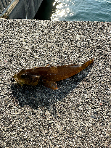 アナハゼの釣果