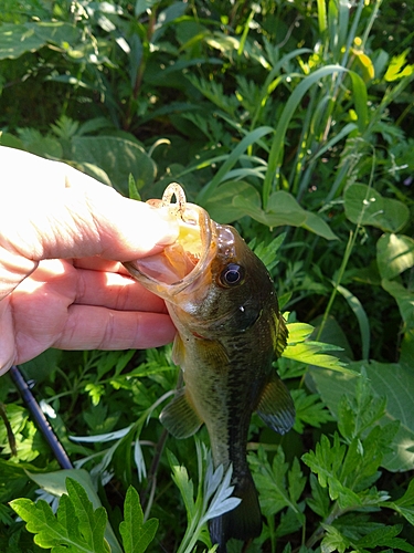 ブラックバスの釣果