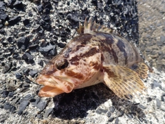 タケノコメバルの釣果