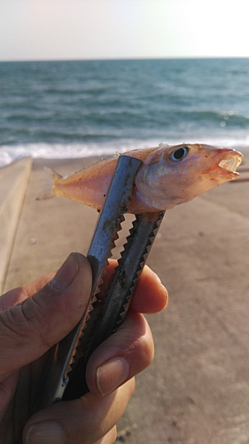 シロギスの釣果