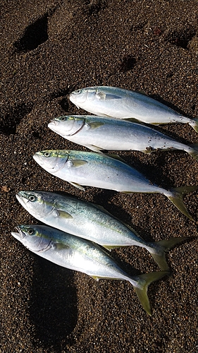 イナダの釣果