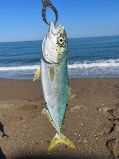 イナダの釣果