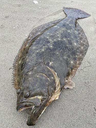 ヒラメの釣果