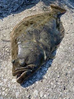 ヒラメの釣果