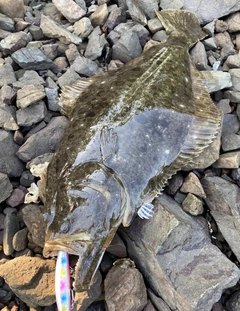 ヒラメの釣果