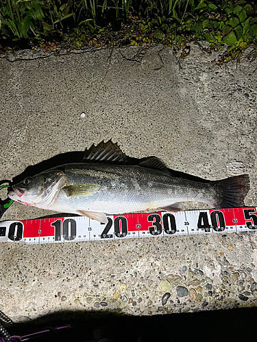 シーバスの釣果