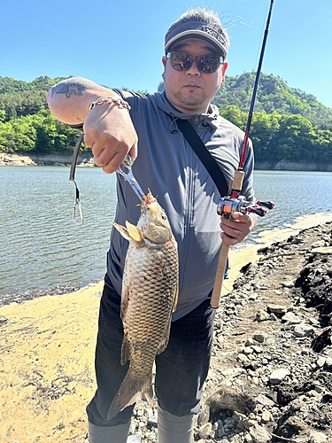 コイの釣果