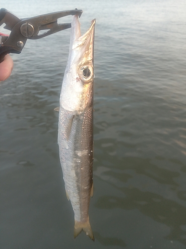 カマスの釣果