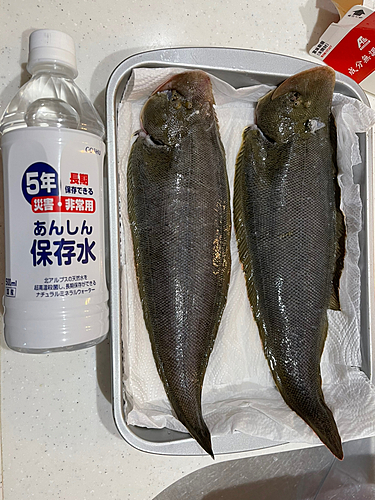 ヒラメの釣果