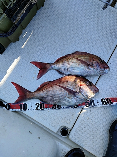 タイの釣果