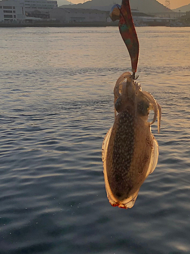 シリヤケイカの釣果