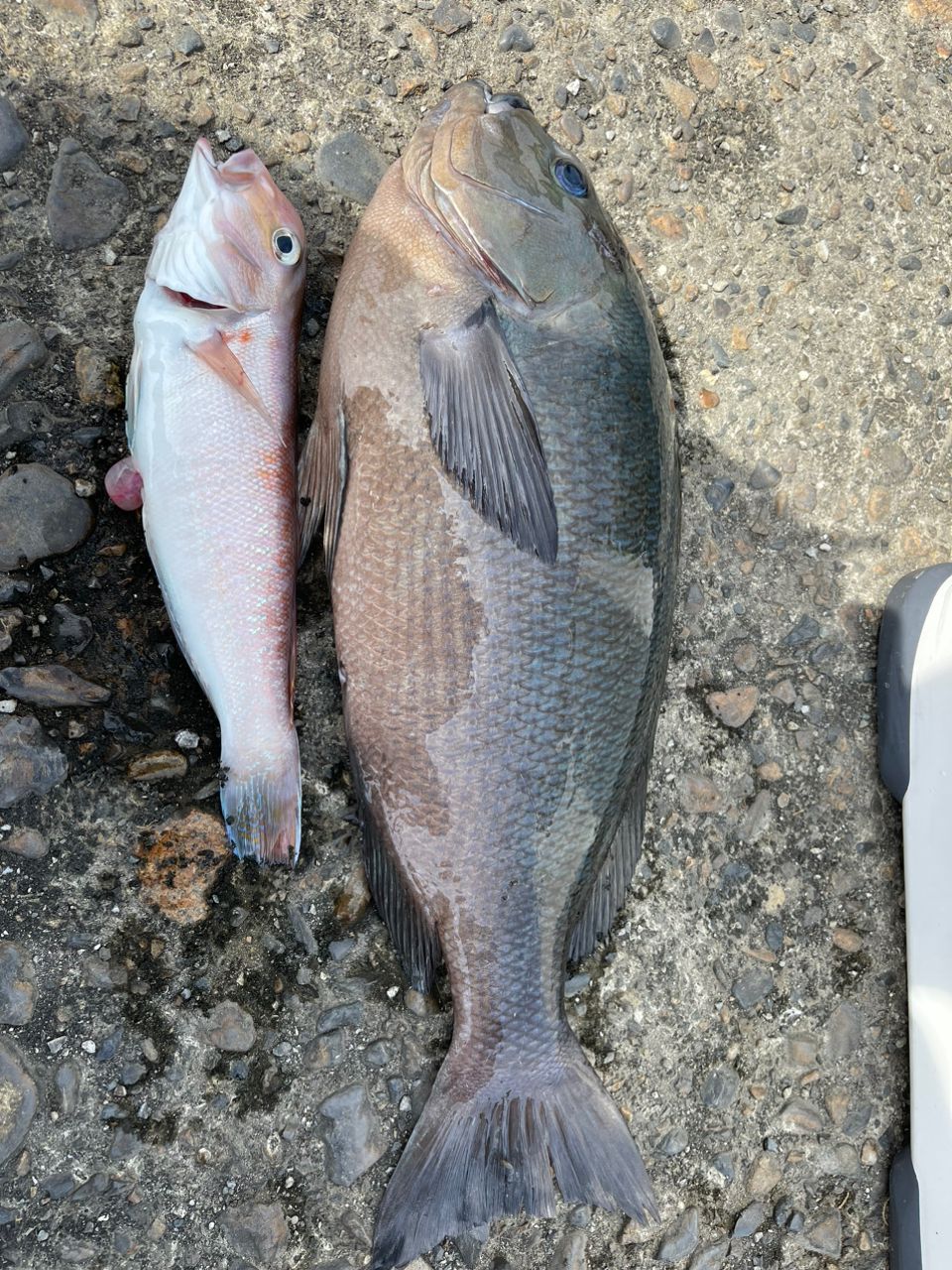 クチブトグレ
