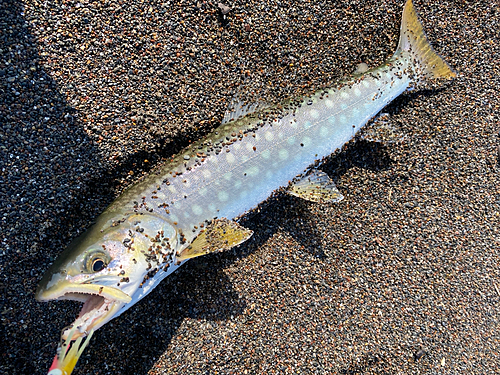 アメマスの釣果