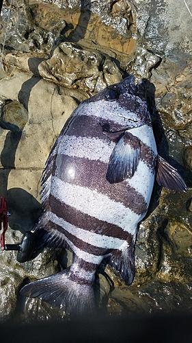 イシダイの釣果